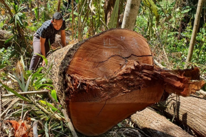 Hơn 80 vụ phá rừng đã xảy ra tại Kontum trong năm 2022