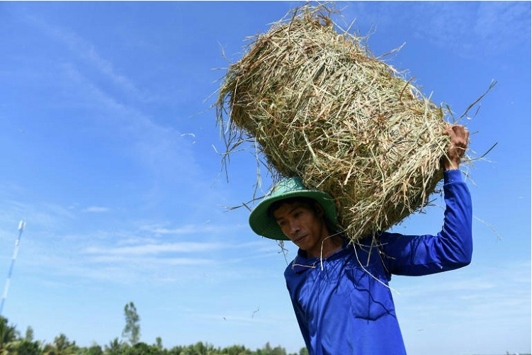Truyền thông thế giới ấn tượng với phương pháp xử lý rơm thân thiện môi trường của Việt Nam