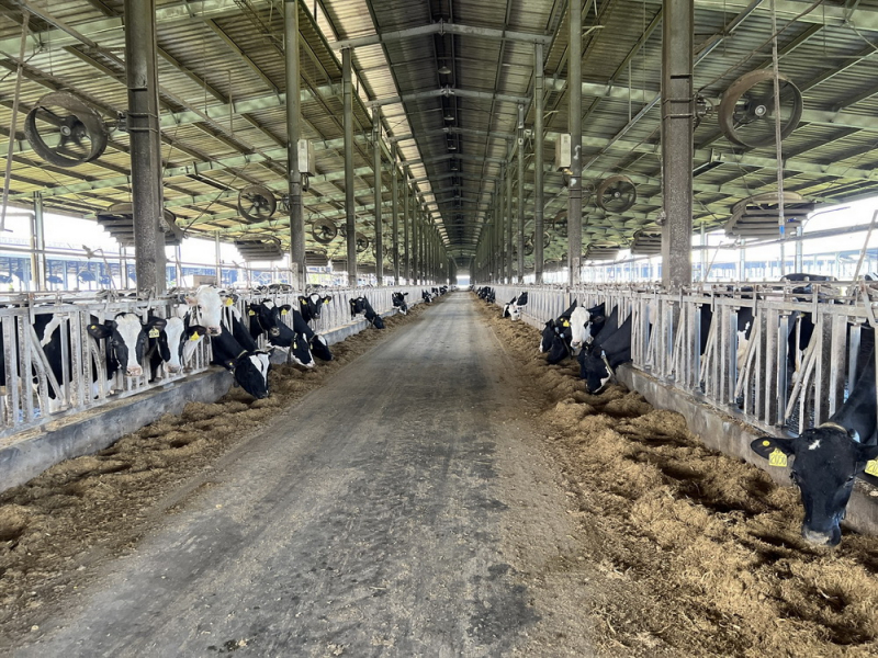 Doanh nghiệp bò sữa công nghệ cao bị phạt 560 triệu đồng do gây ô nhiễm môi trường