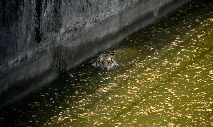 Một con hổ Bengal hoàng gia bơi tại vườn thú quốc gia Bangladesh ở Dhaka.