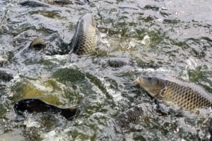 Phát triển nghề cá gắn với bảo vệ môi trường sinh thái tại Yên Bái