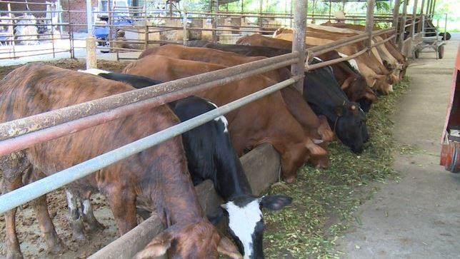 Theo các chuyên gia, nghị định 08 có nhiều quy định bất cập liên quan đến quản lý môi trường ngành chăn nuôi, giết mổ gia súc