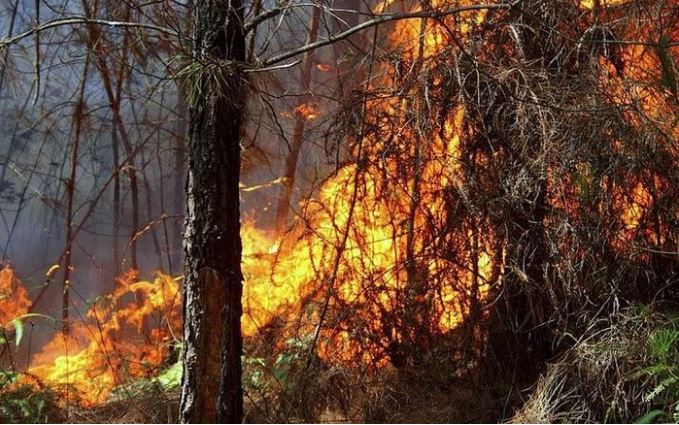 Nguy cơ cao xảy ra cháy rừng trên địa bàn Nghệ An trong những ngày nắng nóng